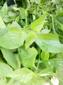 红丝线梅州汤料紫蓝草红蓝草天然染料五色饭原料500克 【红色】