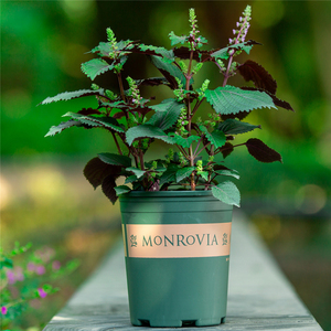 紫苏大叶苗盆栽新鲜可食用植物室内办公卧室阳台庭院绿植四季好养