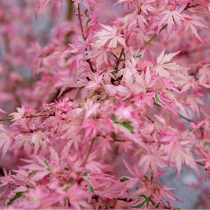 进口红枫泰勒枫树粉红色枫叶树别墅庭院阳台盆栽绿植彩叶树种