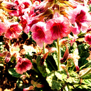 河南焦作干生地黄花地黄特产中药材地髓花怀庆府地黄花250包邮