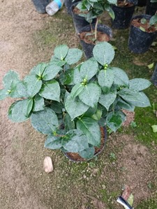 四季茶花盆栽夏日系列新品种重瓣红色带花苞室内花卉绿植阳台植物