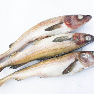 延边新鲜明太鱼冷冻野生海鱼新货狭鳕鱼棒鱼宝宝辅食4斤装包邮