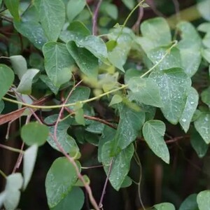 现采新鲜千金藤金线吊乌龟公老鼠藤野桃草爆竹消合钹草500克顺丰