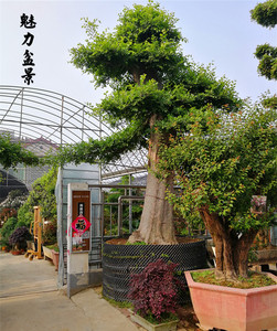 精品大型榆树盆景老桩 大树型别墅庭院绿化工程种植高档迎客造型