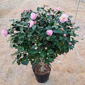 香妃茶花树盆栽四季常青绿植老桩当年开花耐寒室内吸甲醛净化空气