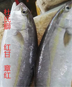 海南海捕 鰤鱼章红鱼章雄鱼红甘鱼油甘鱼青甘黑甘 刺身生鱼片