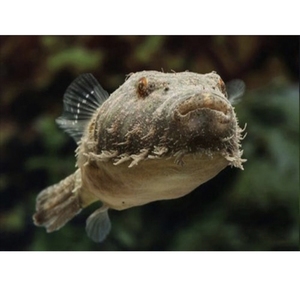 毛毛狗头鱼皇冠斑马狗头鱼河豚木瓜狗头河豚潜水艇凶猛淡水观赏鱼