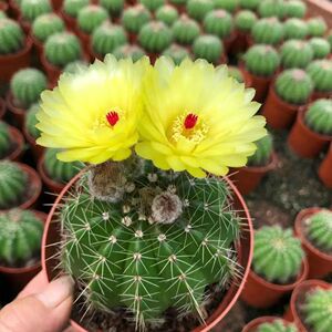 青王丸开花仙人球室内盆栽实生黄花粉花多肉植物办公室防辐射绿植