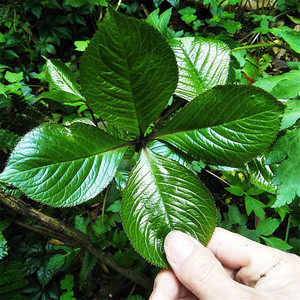 中草药四块瓦苗 四大天王四叶对湖南金栗兰及已四片瓦 四大金刚