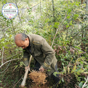 乌饭树桩盆景乌饭树苗小桩老桩小叶乌饭黑米乌饭大叶