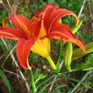 庭院宿根耐寒地被植物金娃娃萱草苗大花萱草/红宝石萱草室外花卉