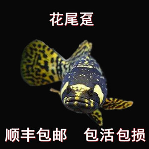 淡化花尾趸花尾 龙趸鱼 淡化石斑鱼中低层龙鱼配鱼热带观赏鱼活体