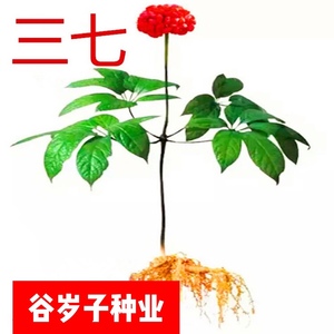 文山三七种子三七苗三七种植苗田七苗 名贵药材 花卉盆栽食用药用