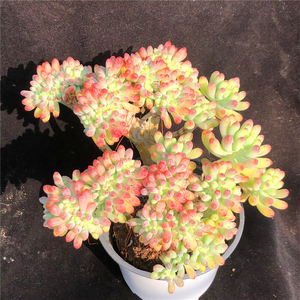 果冻乙女心缀化