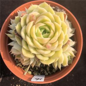昂斯诺 多肉植物 果冻色自然群 一物一拍 办公室阳台观赏盆栽绿植