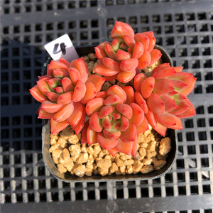 红酒群生 多肉植物 一物一拍 自然群整株 办公室阳台盆栽绿植花卉