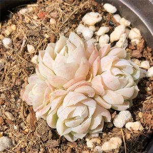 白月光 多肉植物 月影杂 一物一拍 办公室阳台观赏盆栽绿植花卉