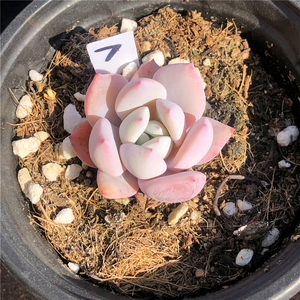 嫦娥 多肉植物出糖心品种 精控一物一拍 办公室阳台观赏绿植花卉