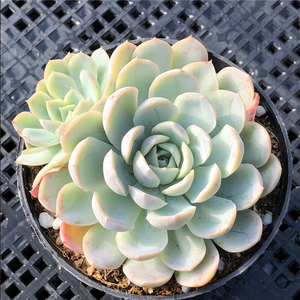 墨西哥雪球 多肉植物 精养 老桩 一物一拍 组合拼盘绿植花卉园艺
