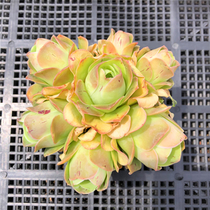 潘多拉 山地玫瑰 多肉 自然群一物一拍 办公室阳台观赏盆栽绿植