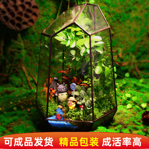 苔藓植物微景观生态瓶玻璃花房创意迷你办公绿植龙猫盆栽生日礼物