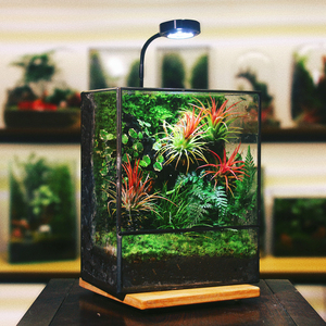 创意雨林造景苔藓微景观成品桌面盆栽生态缸观鱼水陆爬宠生态缸