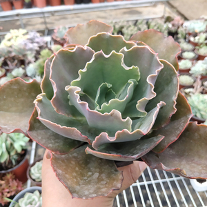 多肉植物婚纱 包菜系多肉高沙舞会红裙 女王花笠蓝色妖姬绿植多肉