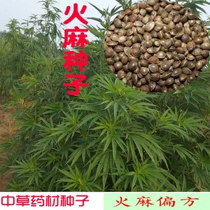 欧记深山养生馆淘宝广西巴马特产火麻子火麻仁500g未脱壳火麻籽鸟食