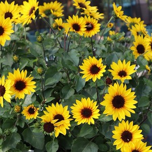 多年生光辉岁月向日葵花盆栽 带花苞开花不断