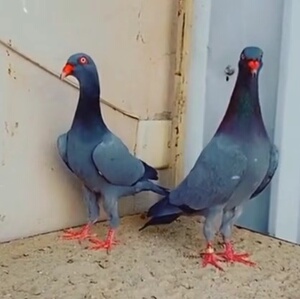 精品灰色魔鬼喜鹊鸽子种鸽 种蛋新疆系高飞翻翻鸽可孵化受精蛋