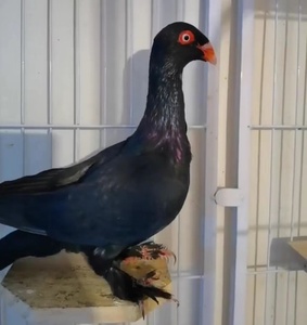 黑色魔鬼喜鹊种鸽活体一对毛脚观赏鸟种蛋新疆系俄罗斯头型受精蛋