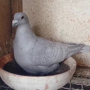 精品观赏鸽异色鸽银色鱼鳞鸽子种鸽种蛋可孵化受精蛋成绩天落血统
