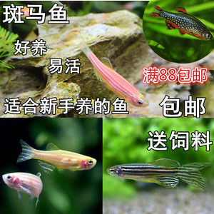 红斑马鱼蓝斑马鱼活体小型鱼灯鱼观赏鱼群游淡水热带鱼灯科鱼包活