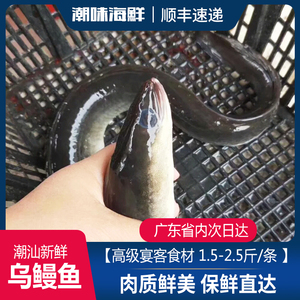 野生鲜活黑鳗鱼河鳗白鳝乌耳鳗鱼海鳗鱼现杀现包装2斤/条活体鳗鱼