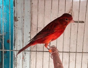 观赏鸟 芙蓉鸟活体玉鸟金丝雀辣椒红桂皮宠物鸟繁殖小鸟包邮 包活