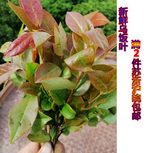 乌梅木