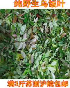 野生乌饭草乌稔叶 南烛叶深山乌米饭叶乌树叶 乌饭叶新鲜 黑饭叶
