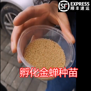 【顺丰包邮】金蝉幼苗知了猴种子爬叉商丘养殖孵化蝉蚁卵幼仔蝉苗