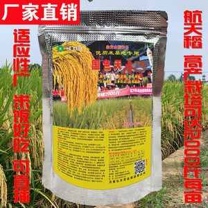 杂交水稻种航天稻中国泰米高产2000斤香稻稻谷厂家直销国色天香