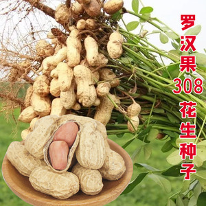 精选2020花生种子 罗汉果308带壳晒干生花生新货农家粉皮小白沙