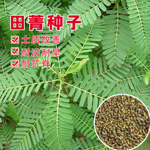 春益达园林绿化有限公司淘宝田菁种子别名碱青涝豆耐涝耐旱耐盐碱