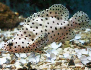 三亚深海捕捞鲜活野生石斑鱼老鼠斑500g实称多退少补速冻顺丰空运