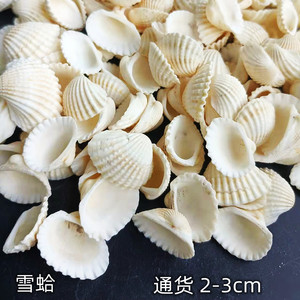 雪蛤贝小贝壳天然海螺鱼缸造景幼儿园手工diy打孔漂流瓶装饰