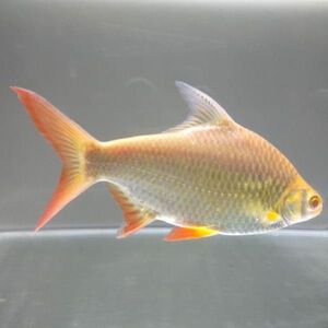 淡水热带观赏金凤鱼银凤鱼泰国鲫双线侧鱼活体金银元宝鱼吃垃圾鱼