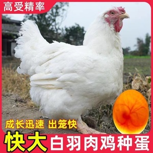 肉鸡种蛋快大型817受精蛋可孵化纯种白羽肉食用鸡可孵化速生鸡苗
