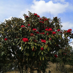 云南高山杜鹃国旗红马缨花大红花熟桩庭院绿植春季木本花卉不含盆