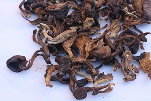 甘肃肃南山丹祁连山蘑菇纯野生新鲜丁字菇扁麻菇黑蘑菇香菇食用菌