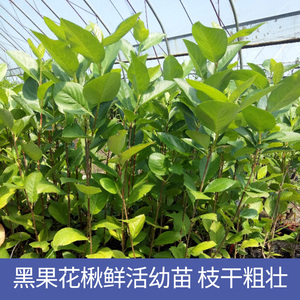 00tb997211388094淘宝黑果花楸美国黑果蓝莓苗苹果苗不老莓树苗黑果