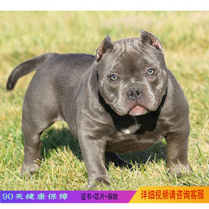 比特犬幼犬斗狗