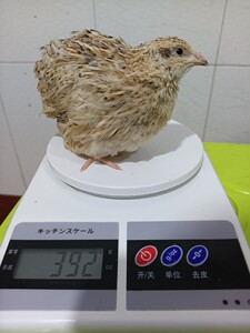 沙维麦脱鹌鹑法巨 非洲黑巨型鹌鹑